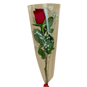Una rosa roja
