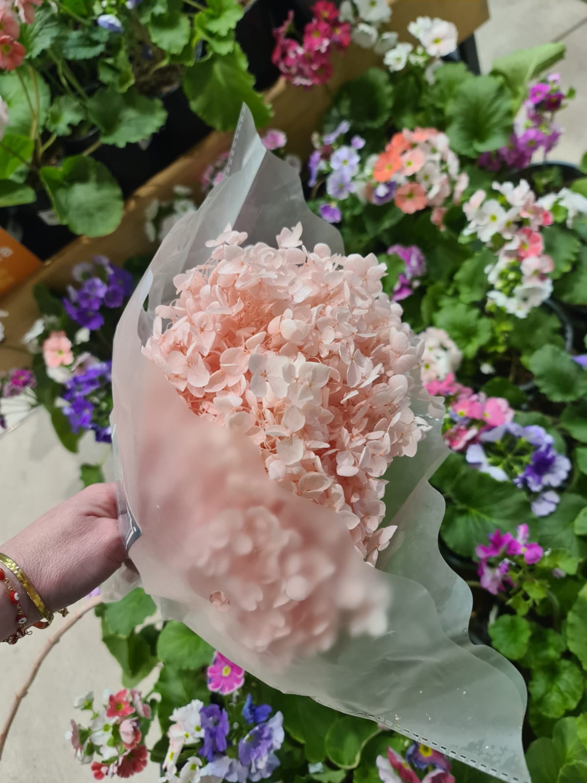 Hortensia rosada preservada