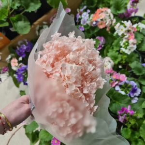 Hortensia rosada preservada
